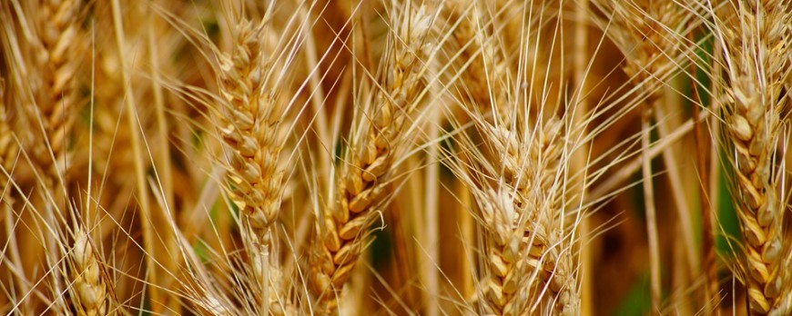 Las especulaciones de los mercados mayoristas fijan unos precios de cereales muy variables